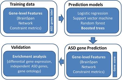 A Machine Learning Approach to Predicting Autism Risk Genes: Validation of Known Genes and Discovery of New Candidates